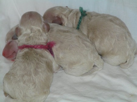 BOOTES , BOREAS, BECRUX